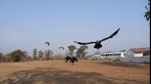 मध्यप्रदेश में गिद्ध संरक्षण को मिल रही नई दिशा: मुख्यमंत्री डॉ.यादव